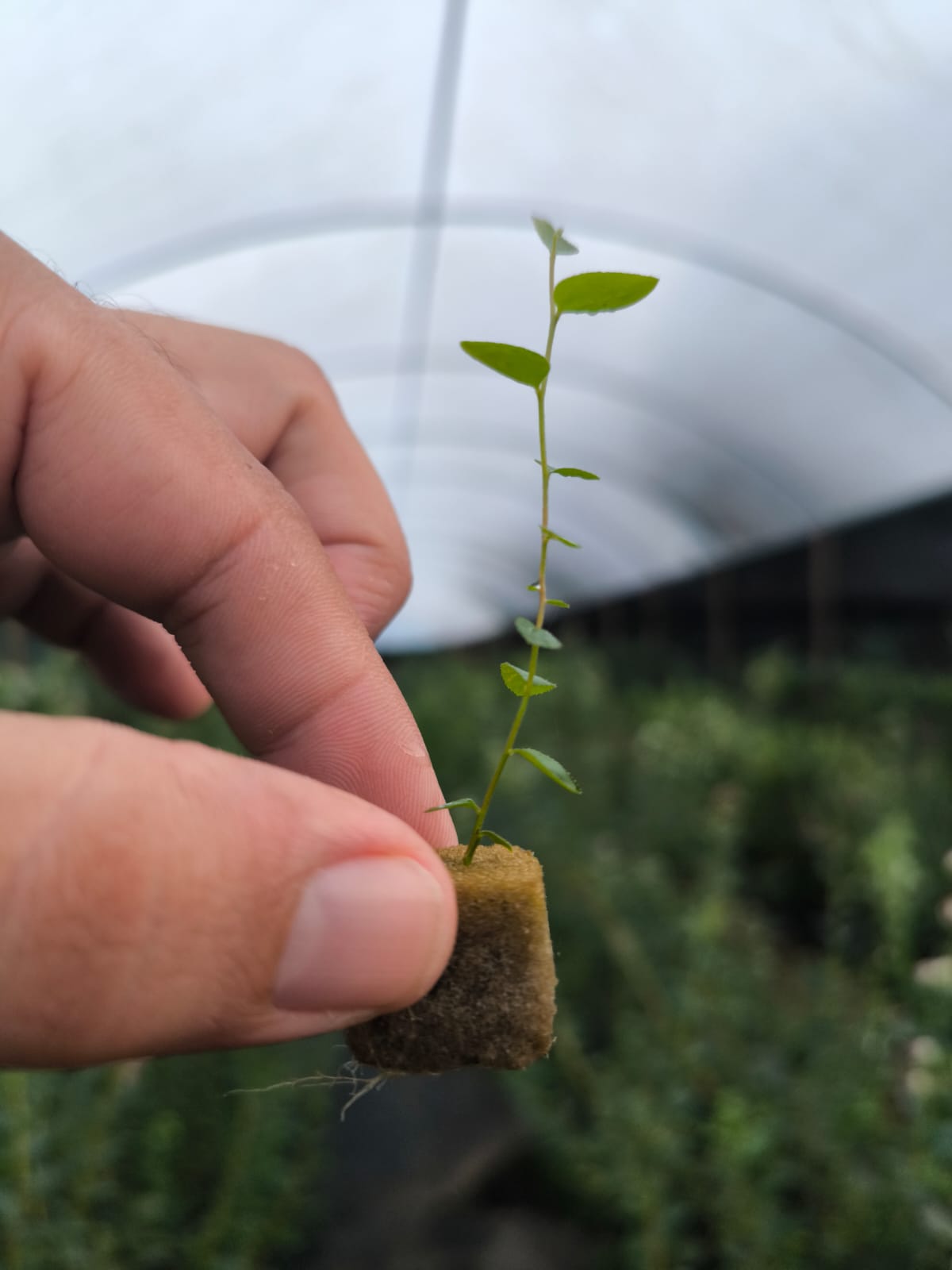 mudas-de-mirtilos-sp
